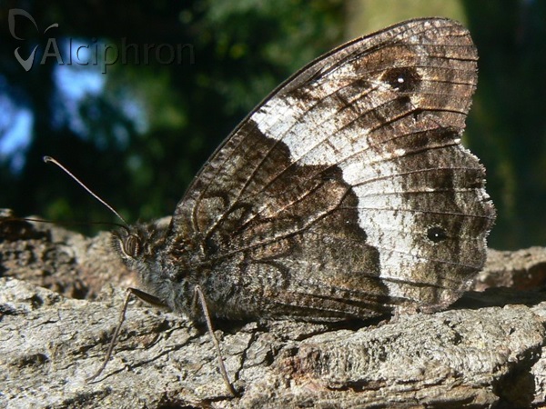 Hipparchia fagi