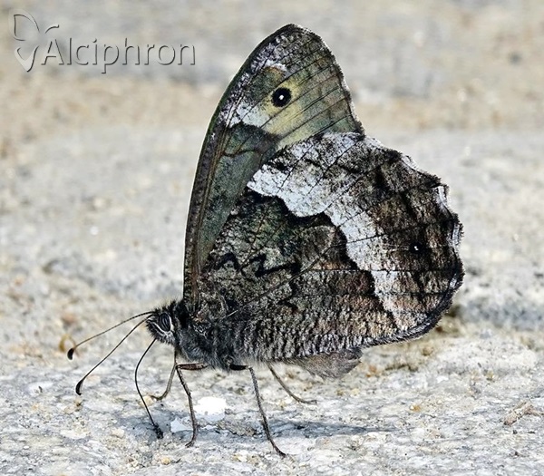 Hipparchia fagi