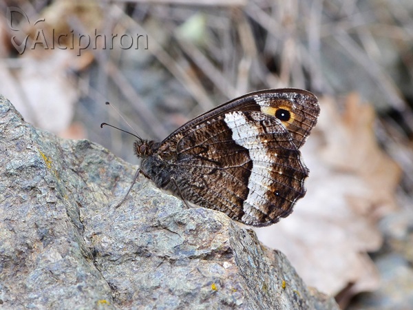 Hipparchia fagi