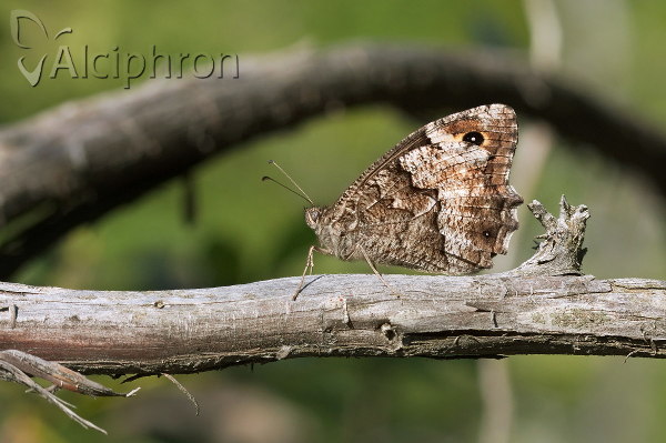 Hipparchia syriaca