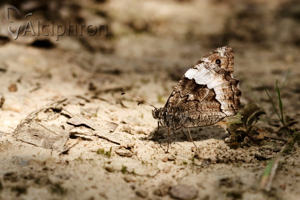 Hipparchia syriaca