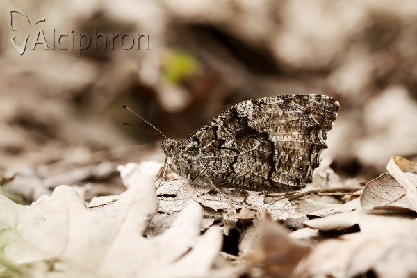 Hipparchia syriaca
