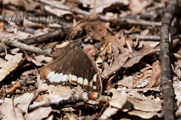 Hipparchia syriaca