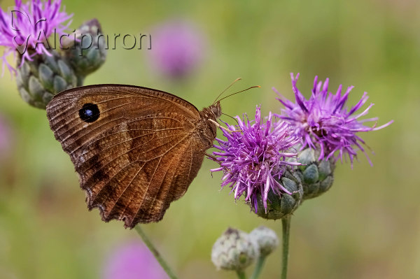 Minois dryas
