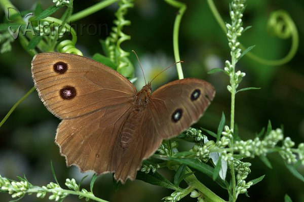 Minois dryas