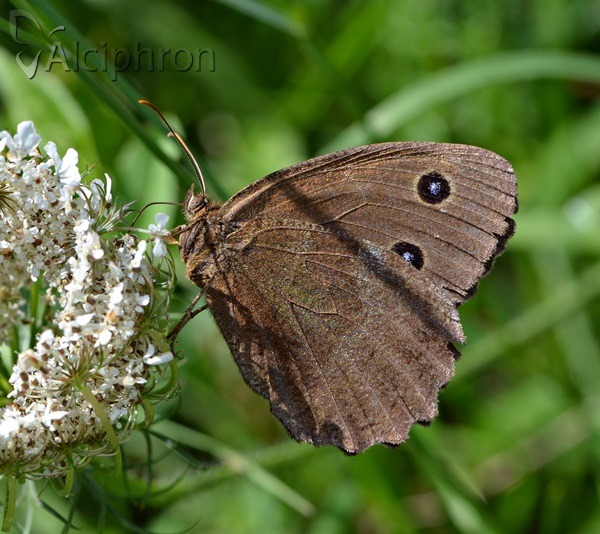 Minois dryas