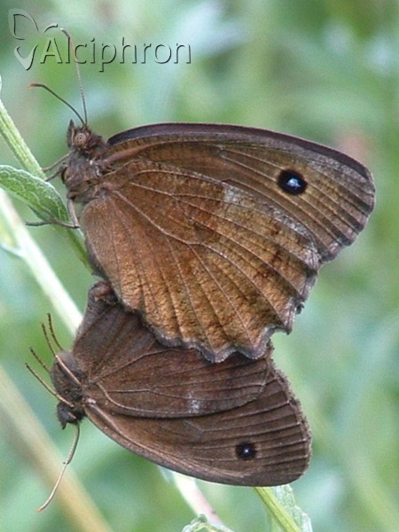 Minois dryas