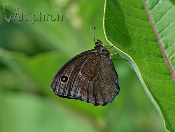 Minois dryas