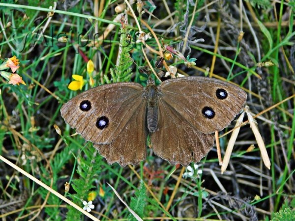 Minois dryas