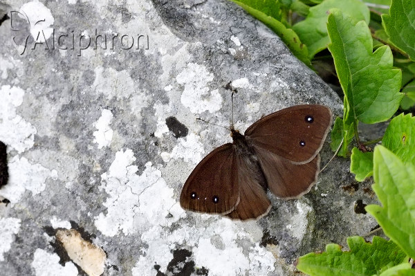 Satyrus ferula