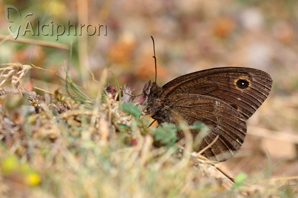 Satyrus ferula