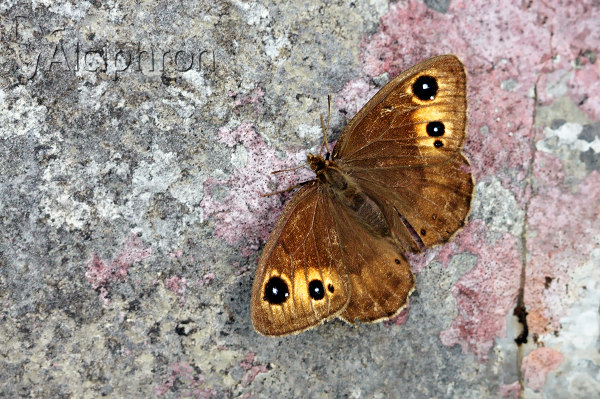 Satyrus ferula