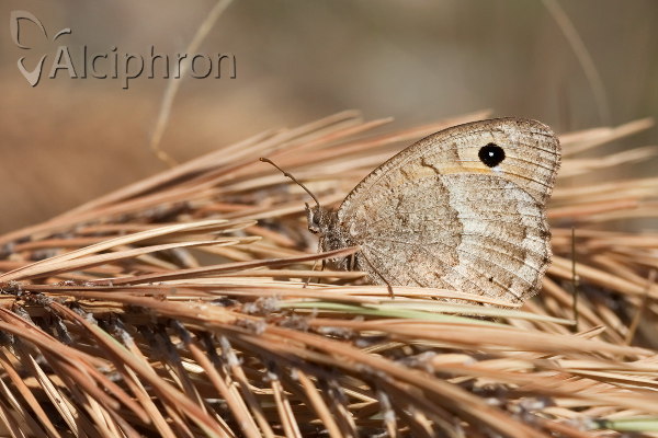Satyrus ferula