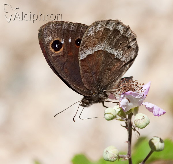 Satyrus ferula