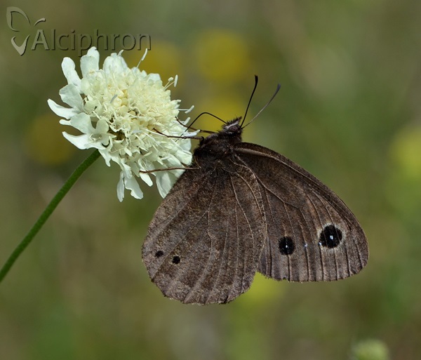 Satyrus ferula