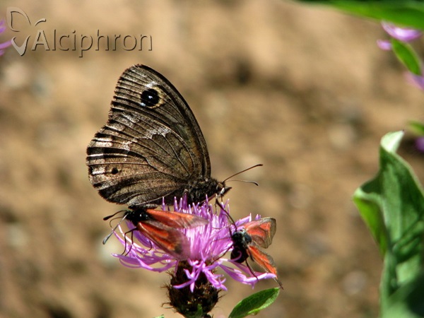 Satyrus ferula