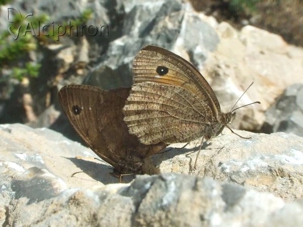 Satyrus ferula