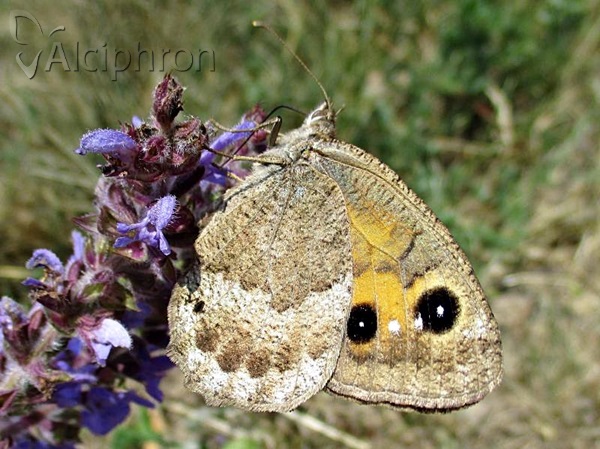 Satyrus ferula