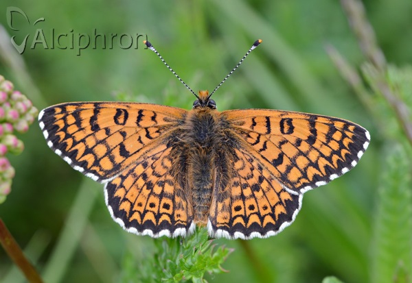 Melitaea cinxia