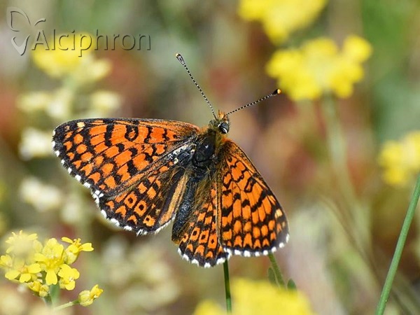 Melitaea cinxia