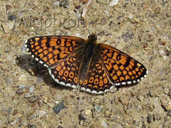 Melitaea cinxia