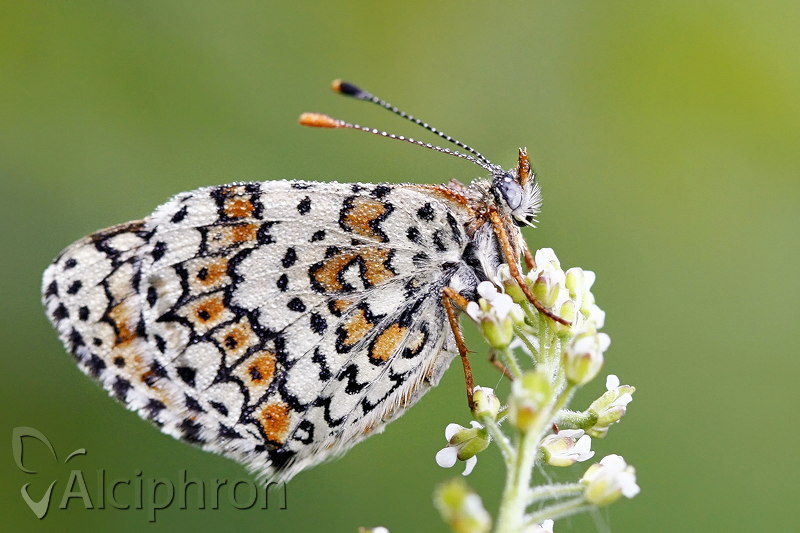 Melitaea cinxia
