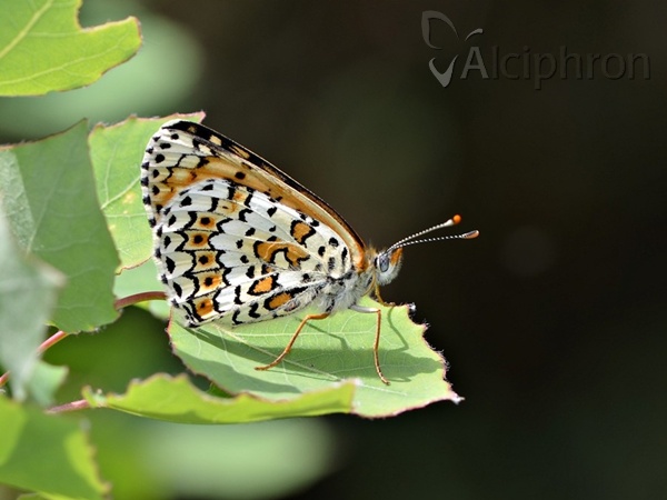 Melitaea cinxia