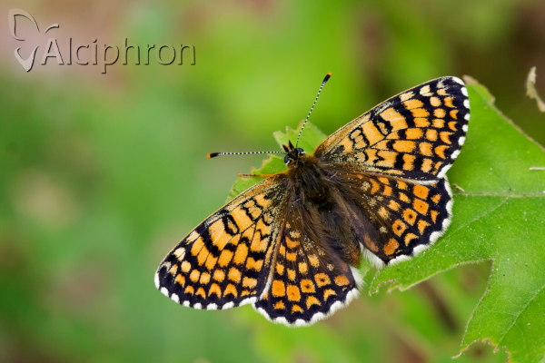 Melitaea cinxia