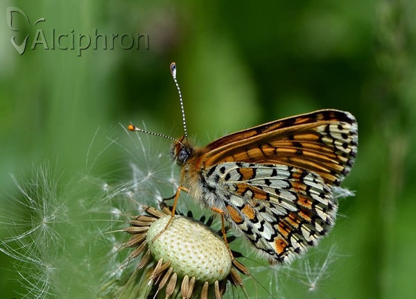 Melitaea cinxia