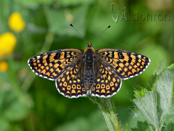 Melitaea cinxia