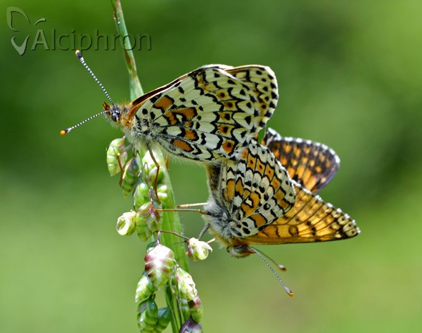Melitaea cinxia