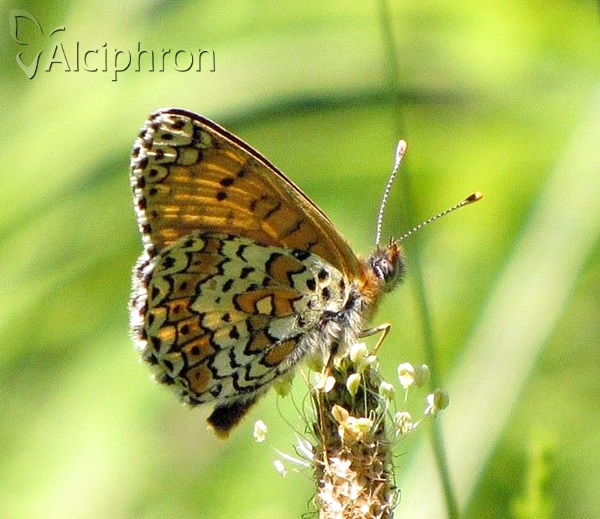 Melitaea cinxia