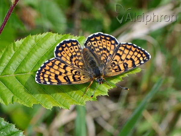 Melitaea cinxia