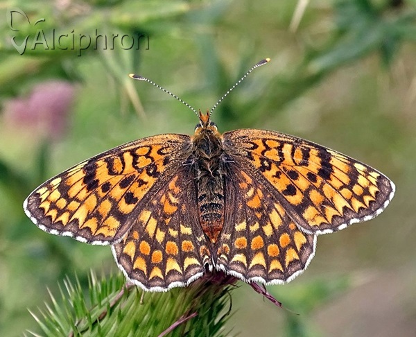 Melitaea phoebe