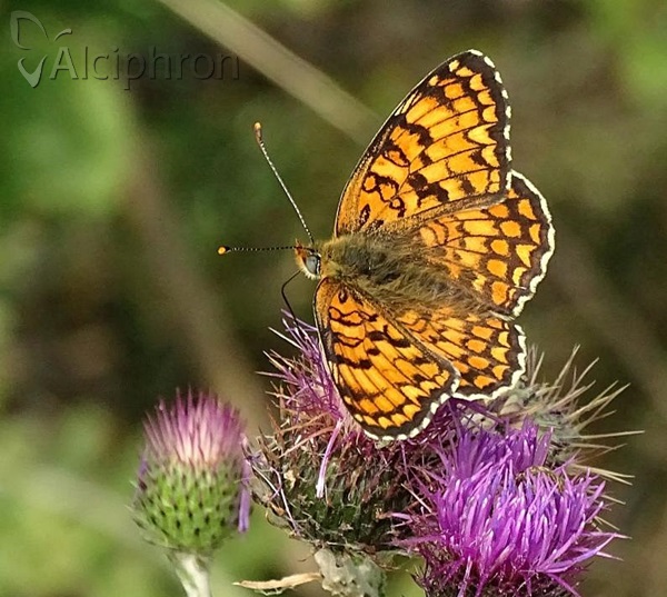 Melitaea phoebe