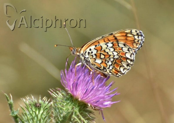 Melitaea phoebe