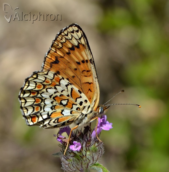 Melitaea phoebe