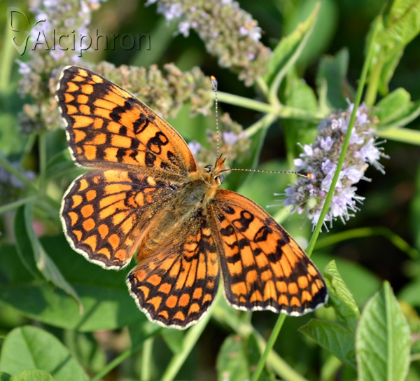 Melitaea phoebe