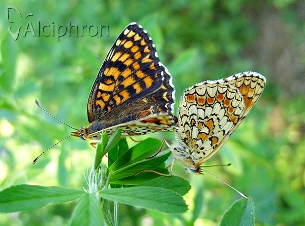 Melitaea phoebe