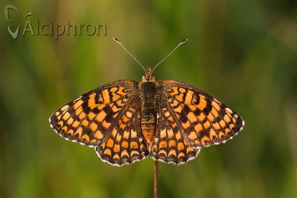 Melitaea phoebe