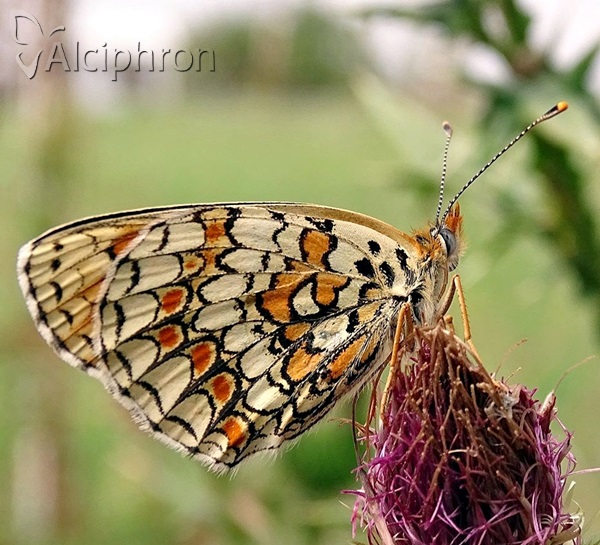 Melitaea phoebe