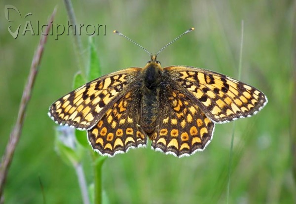 Melitaea phoebe