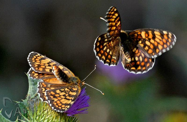 Melitaea phoebe