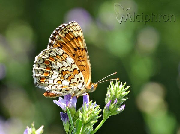 Melitaea phoebe