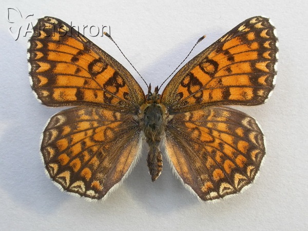 Melitaea ornata