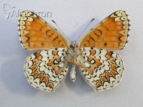Melitaea ornata