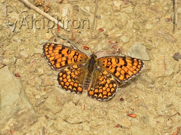 Melitaea ornata