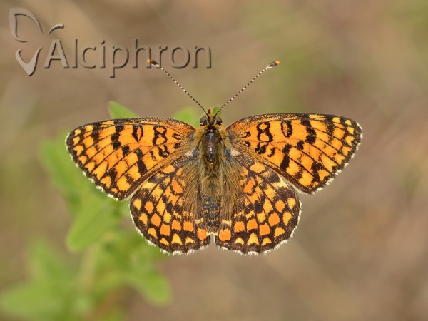 Melitaea ornata
