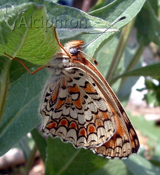 Melitaea ornata