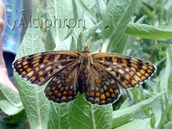 Melitaea ornata